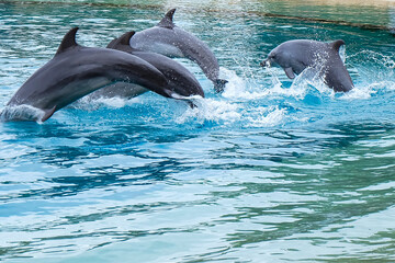 Obraz premium Dolphins show at Sea World, Gold Coast, Surfer Paradise, Australia 
