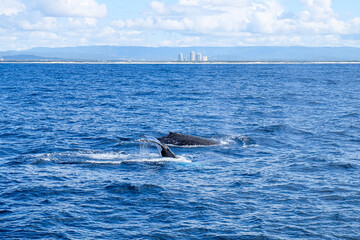 Fototapeta premium Whale watching, Humpback with Sea World tour Gold Coast, Surfer Paradise, Australia 