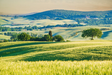 Tuscany, Italy. Typical springime Tuscan landscape in the countryside, red flowers, isolated trees, tranquil sunrise.