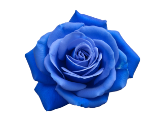 Blaue Rose isoliert auf weißen Hintergrund, Freisteller, Transparent