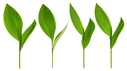 Lily of the valley Leaf, isolated on white background, full depth of field © grey