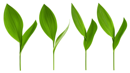 Lily of the valley Leaf, isolated on white background, full depth of field