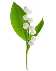 Lily of the valley isolated on white background, full depth of field