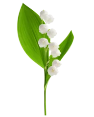 Fotobehang Lelie van dalen Lily of the valley isolated on white background, full depth of field  © grey