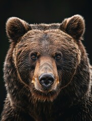 Fototapeta premium Intense Portrait of a Black Bear with Piercing Eyes