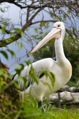 Gorgeous Australian Pelican Posing Elegantly at a Park 