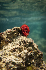 Actinia mediterranea