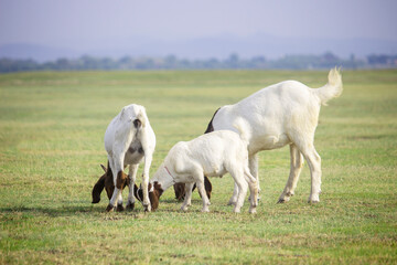 Obraz premium Brown and white goat grazing in the field.