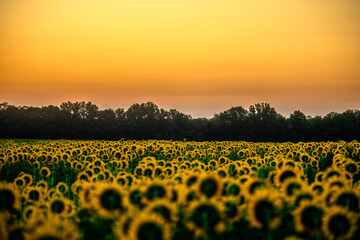 Fototapeta premium Sunflowers field , nature in summer , beautiful sky , field at the morning . Landscape with sunflowers . Morning sky . Blu and golden hour . 