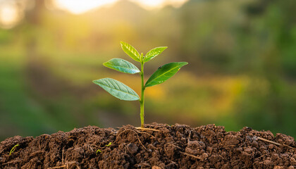 Fototapeta premium Close-Up of a Growing Plant and Copy Space
