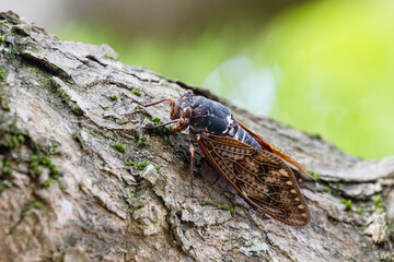 身近な昆虫 アブラゼミ01