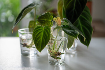 Sprouts of trendy Philodendron Splendid plant in glass, ready to be transplanted into the soil,...