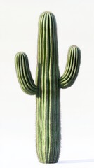 A tall saguaro cactus standing majestically against a light background, showcasing its unique shape and vibrant green color.
