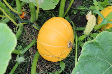 pumpkin in a garden with a beautiful yellow flower	