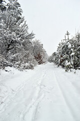 winter forest, trees in the snow frost. Fantastic winter landscape. National Park. winter forest trail, cold season. a lot of snow. road in winter forest. Carpathian, Ukraine, Europe. Beauty world
