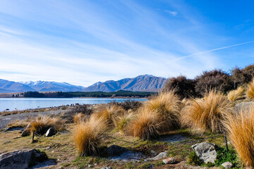 Road trip, Winter, Snowflake and frost over grass and wild flower, Lake Tekapo, Canterbury, New...