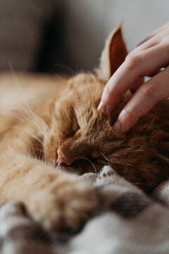 Red cat lying on sofa at home cozy and funny close up