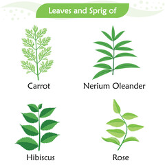 Leaves and sprigs from four different kinds of plants.