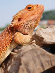 Orange Bearded Dragon Basking Sunlight on a Wood Outdoor 