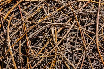 Tangled pile of dry twigs and branches various shades of brown.