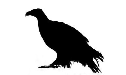 flying, sitting  eagle silhouette isolated on white background. illustration symbol. eagle sign, symbol for tattoo.