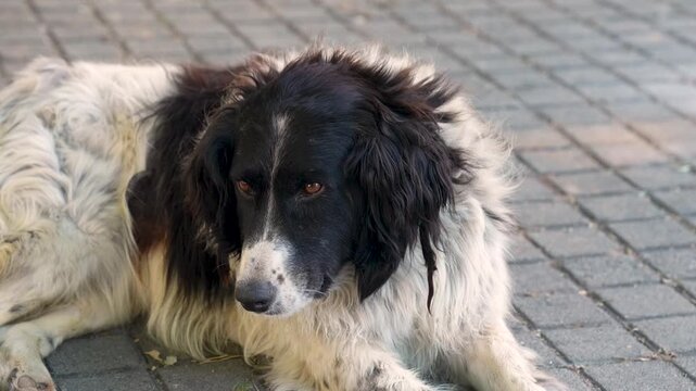 Alone black and white color stray dog rests in the street, clouse up