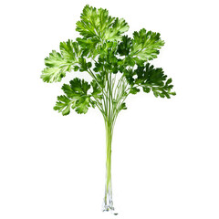 Cilantro with delicate leaves and stems in dramatic splash of water Food and culinary concept