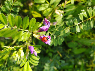 Ladybug on a Purple Flower