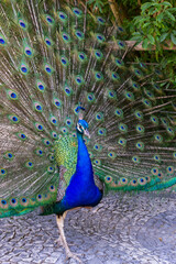 Male Peacock Displaying Feathers in a Garden Setting