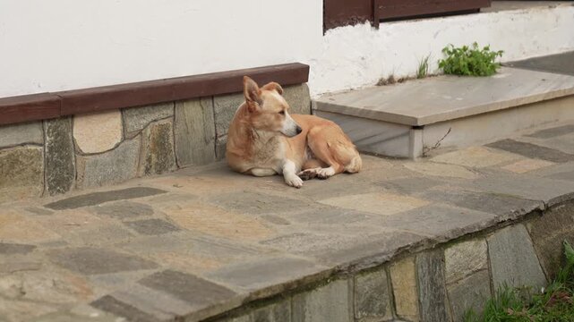 Alone stray dog rests in the shade