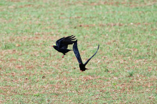 Crave &agrave; bec rouge - Pyrrhocorax pyrrhocorax