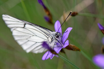 Le Gazé - Piéride de l'aubépine - Aporia crataegi