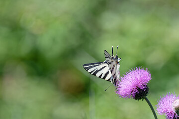 Flambé - Iphiclides podalirius