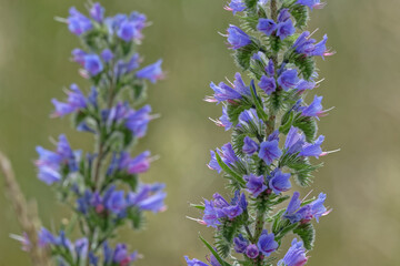 Obraz premium Vipérine commune , vipérine vulgaire - Echium vulgare L 