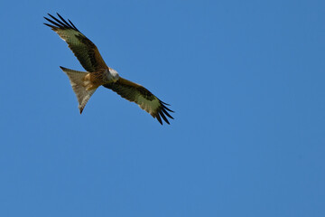 Milan royal - Milvus milvus - rapaces