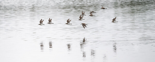 Fototapeta premium Chevalier gambette - Tringa totanus - 