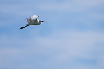 Aigrette garzette - Egretta garzetta.