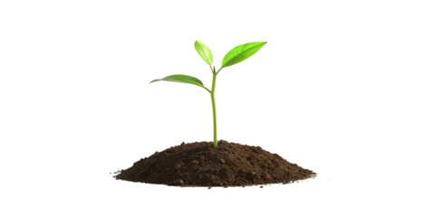 Young Plant Sprout Growth on a Transparent Background, Green Seedling, Isolated Seedling Growing in Soil.