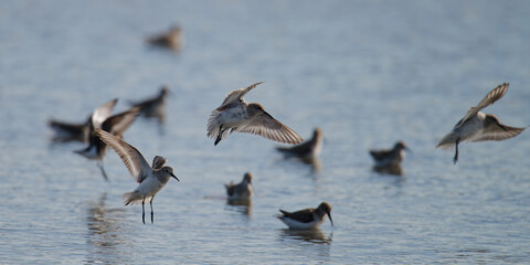 bécasseau sanderling - Calidris alba - limicoles - Scolopacidae