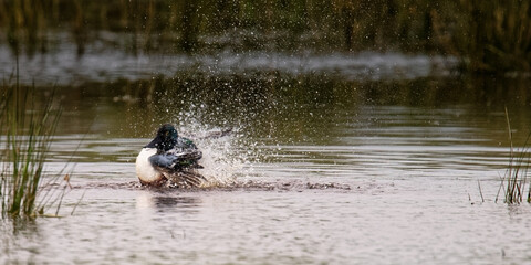 Canard souchet - Spatula clypeata