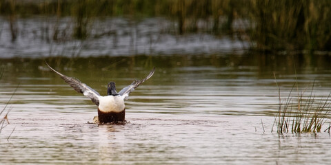 Canard souchet - Spatula clypeata