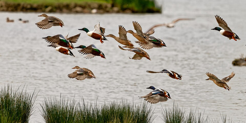 Canard souchet - Spatula clypeata