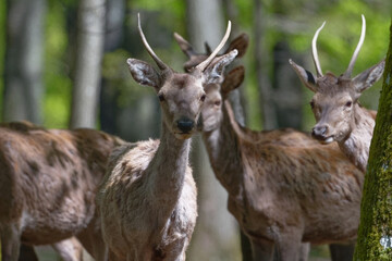 cerf - cervus elaphus
