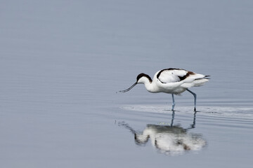 Avocette élégante - Recurvirostra avosetta - Recurvirostridae - Recurvirostra - Limicole
