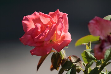 pink rose on black background