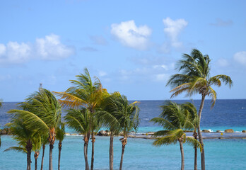 some palm trees on a beach on the island of curacao