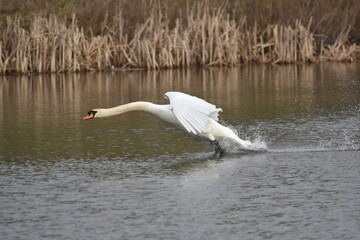 Swan landing on a pond