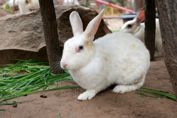 Lovely bunny  fluffy baby rabbit 