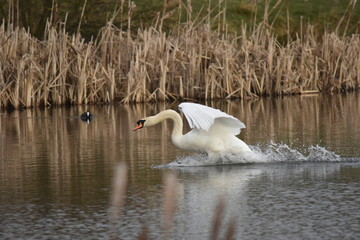 Swan landing on a pond
