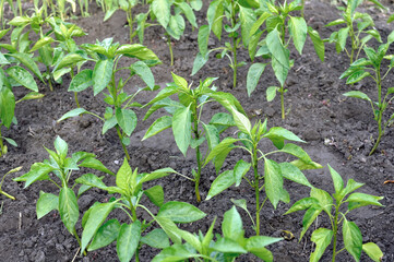 close-up of growing organic peppers plantation in the vegetable garden